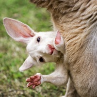 Little Baby Kangaroo