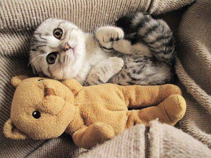 kitten with teddy bear