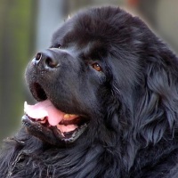 The Black Giant - Newfoundland Dog